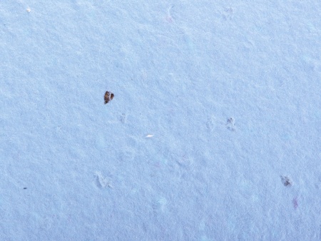 Живой блокнот с семенами цветов, синий